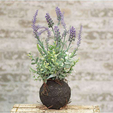 Rooted Wild Lavender, 14